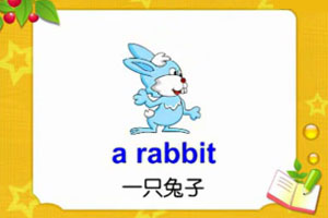 a rabbit