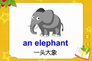 an elephant