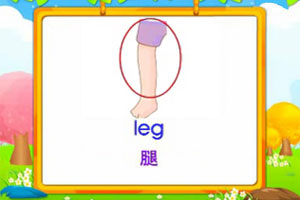 leg