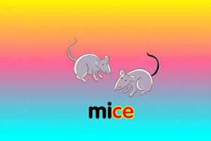 mice