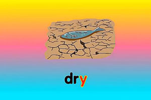 y-dry